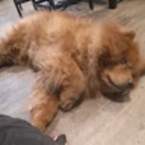 Meet your Posher, Phillip